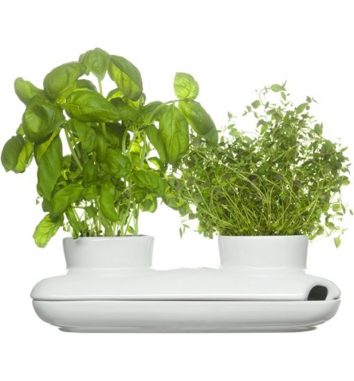 Örtkruka Duo SagaForm 1